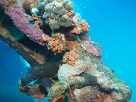 IMG 3875 Corals